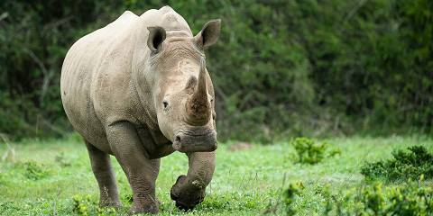 Rhino & Lion Safari from Johanensburg