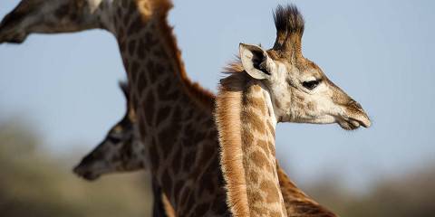 5-Day Private Kruger- Northern Safari Adventure