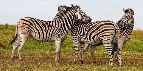 9-Day Private Kruger Safari