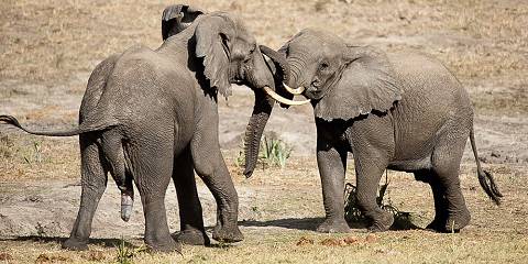 4-Day Safari to Kruger National Park via Panorama Route