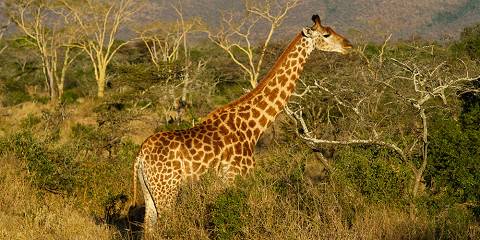 4-Day Timbavati Luxury Fly-in Safari