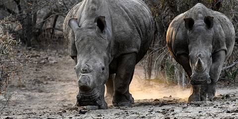 2-Day Inverdoorn Safari – Big Five Cape Town Experience