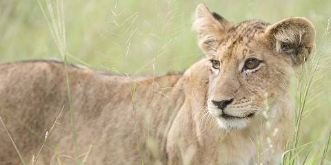 Sabi Sands Elephant Plains Lodge Safari