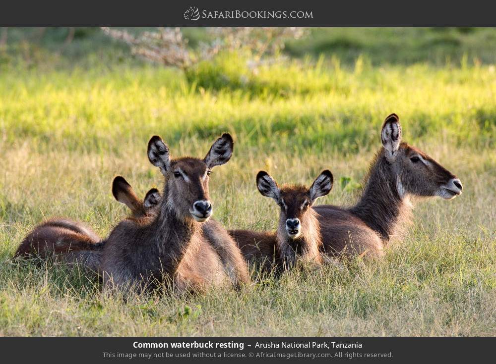 Common waterbuck resting in Arusha National Park, Tanzania