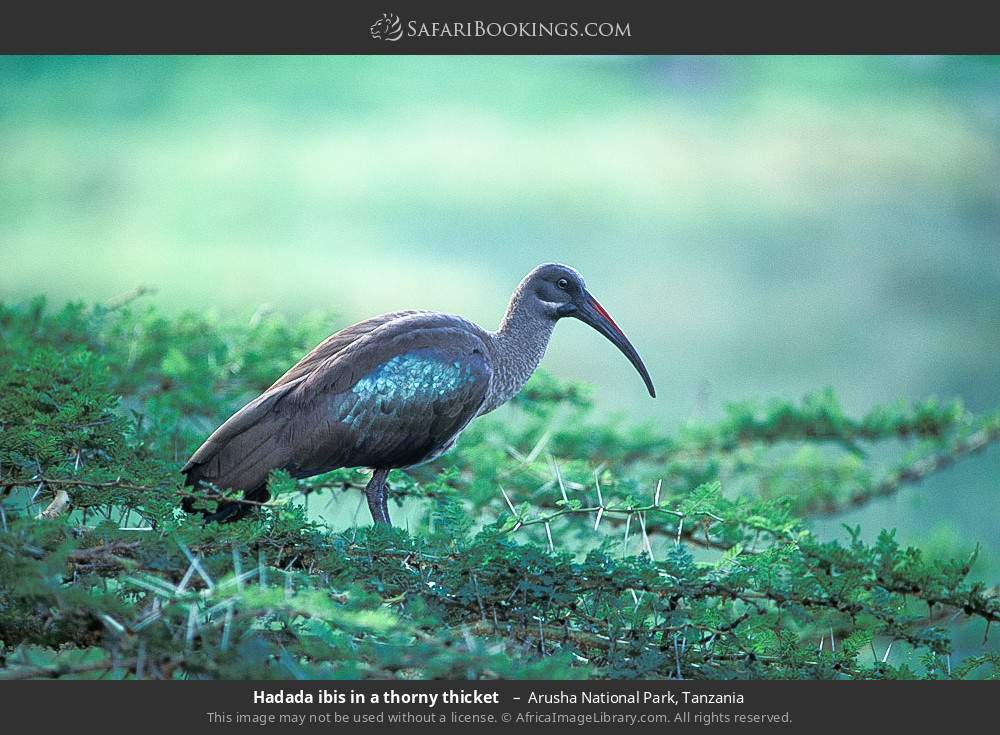 Hadada ibis in a thorny thicket in Arusha National Park, Tanzania