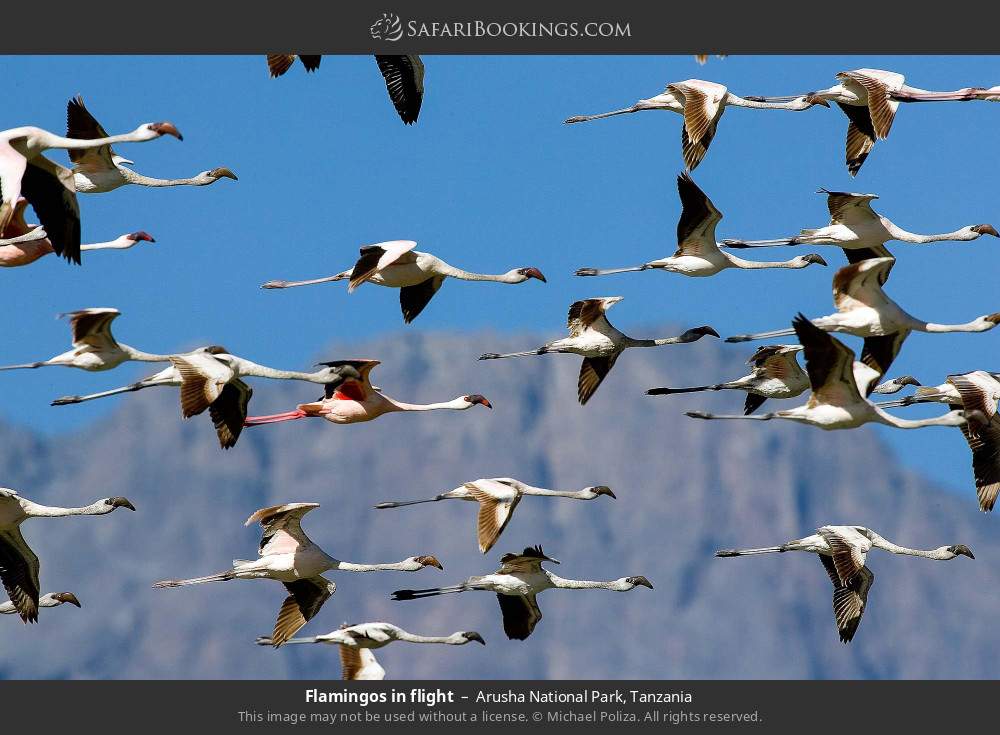 Flamingos in flight in Arusha National Park, Tanzania