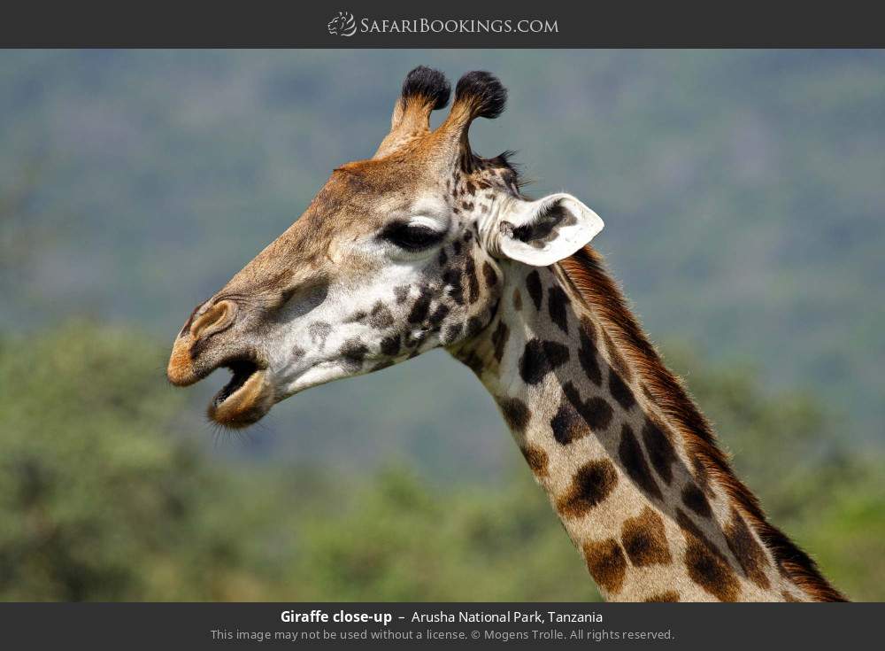 Giraffe close-up in Arusha National Park, Tanzania