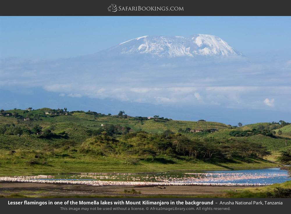 Lesser flamingos in the Momela Lakes with Mt Kilimanjaro in the background in Arusha National Park, Tanzania