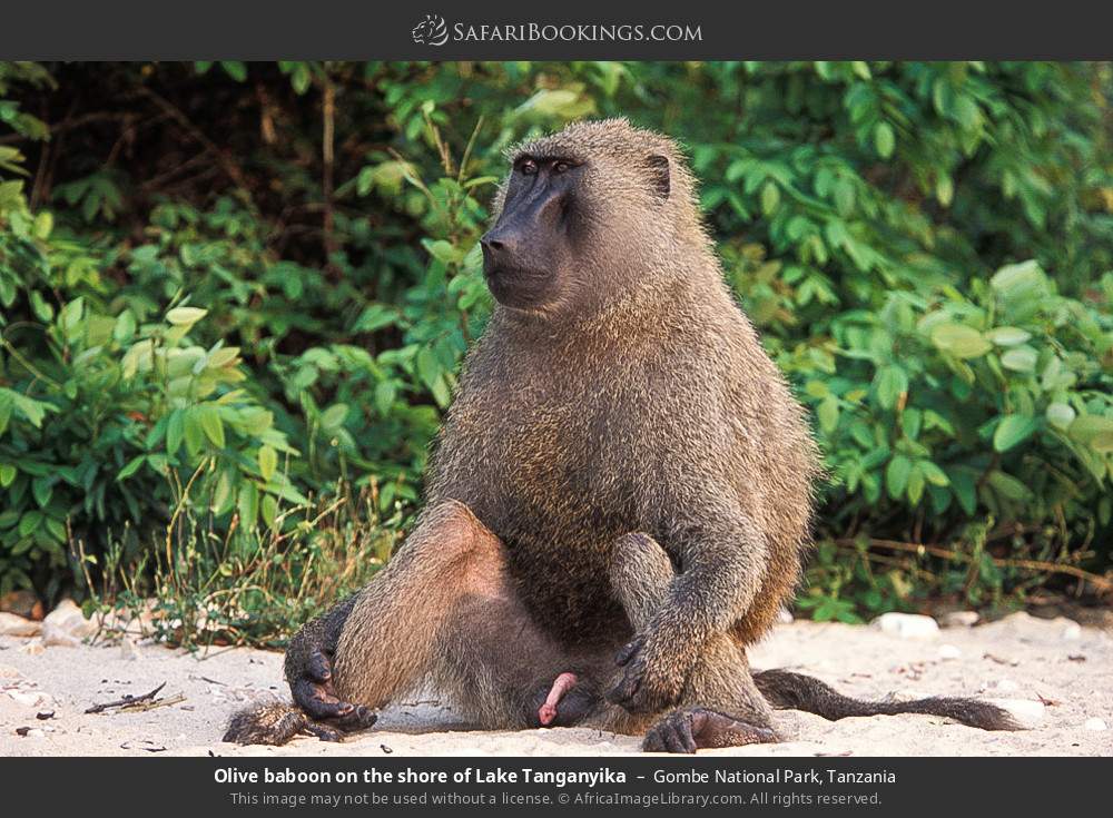 Olive baboon on the shore of Lake Tanganyika in Gombe National Park, Tanzania