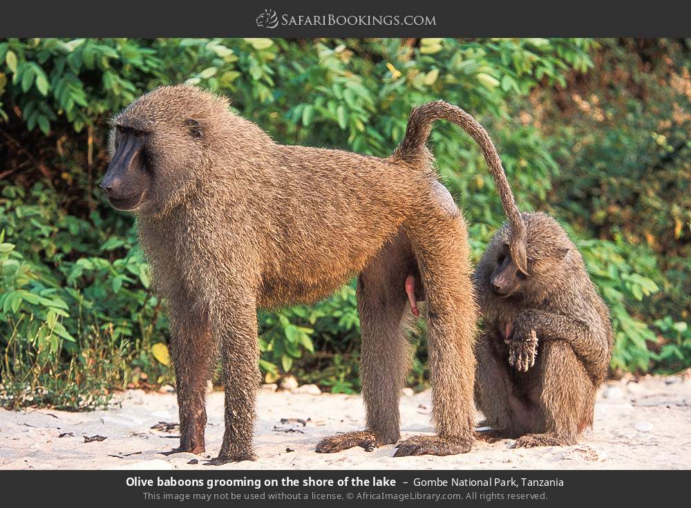 Olive baboons grooming on the shore of the lake in Gombe National Park, Tanzania