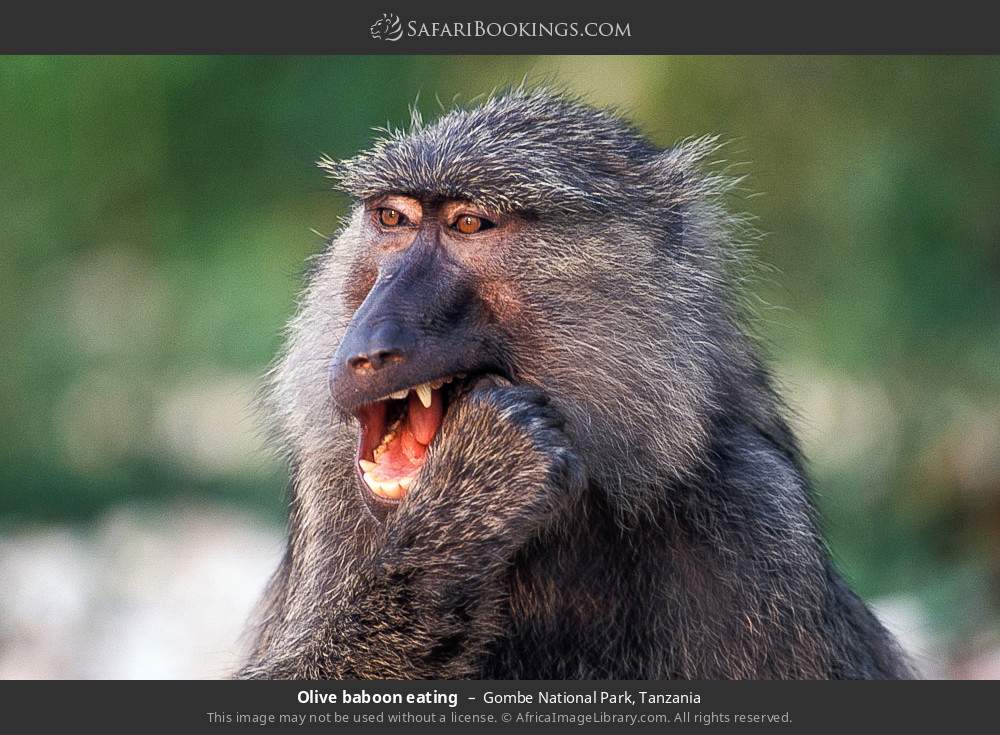 Olive baboon eating in Gombe National Park, Tanzania