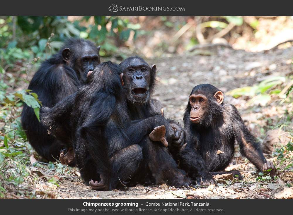 Chimpanzees grooming in Gombe National Park, Tanzania