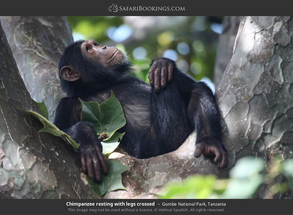 Chimpanzee resting with legs crossed in Gombe National Park, Tanzania