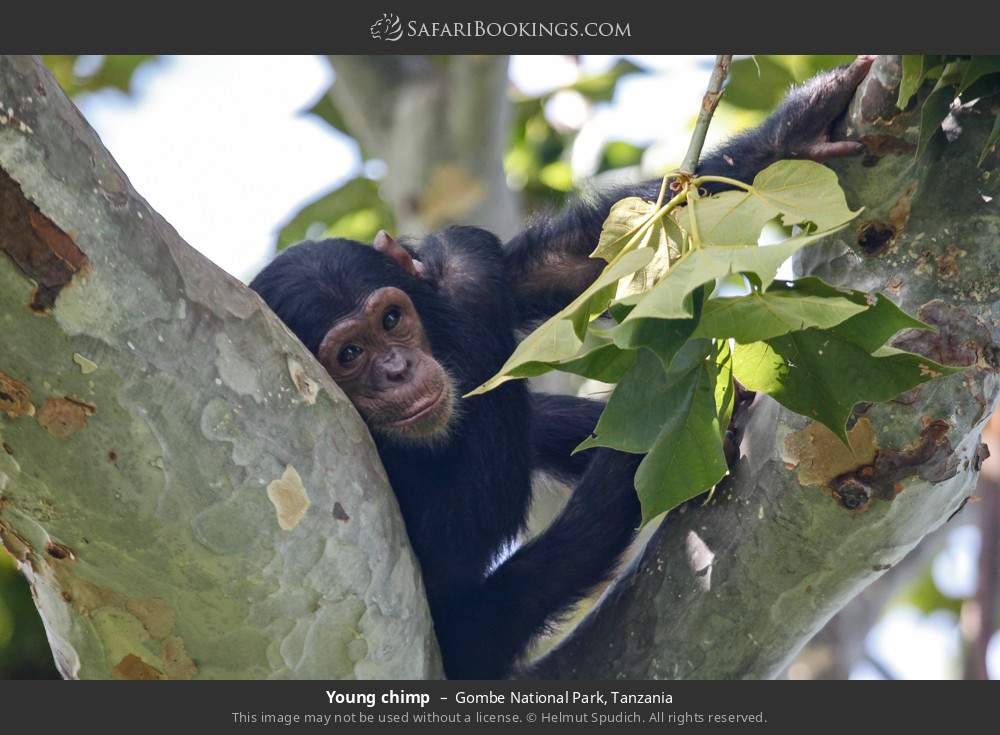Young chimp in Gombe National Park, Tanzania