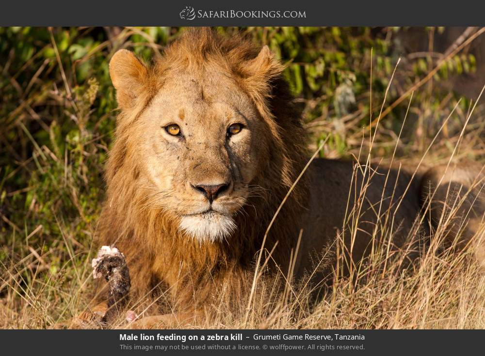 Male lion feeding on a zebra kill in Grumeti Game Reserve, Tanzania