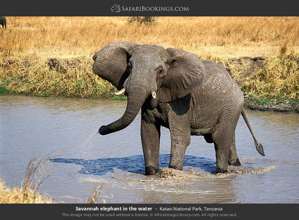 Savannah elephant in the water in Katavi National Park, Tanzania