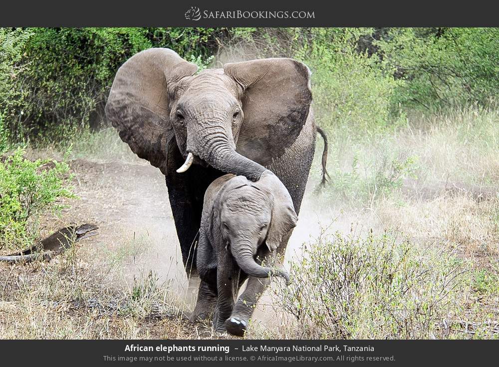African elephants running in Lake Manyara National Park, Tanzania