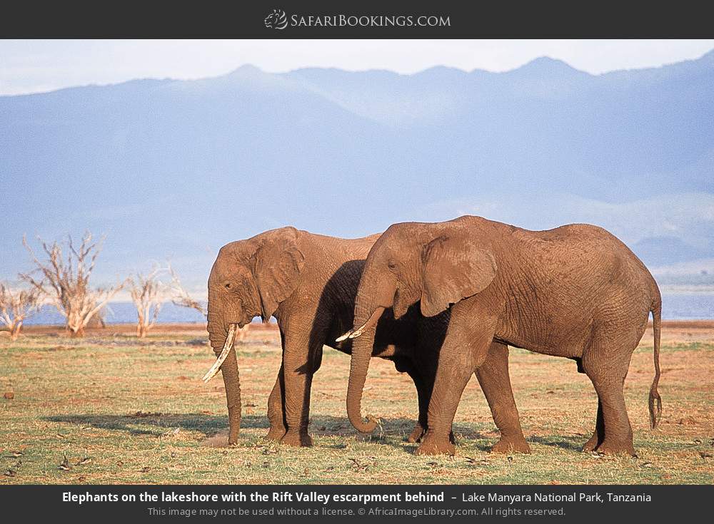Elephants on the lakeshore below the Rift Valley escarpment in Lake Manyara National Park, Tanzania