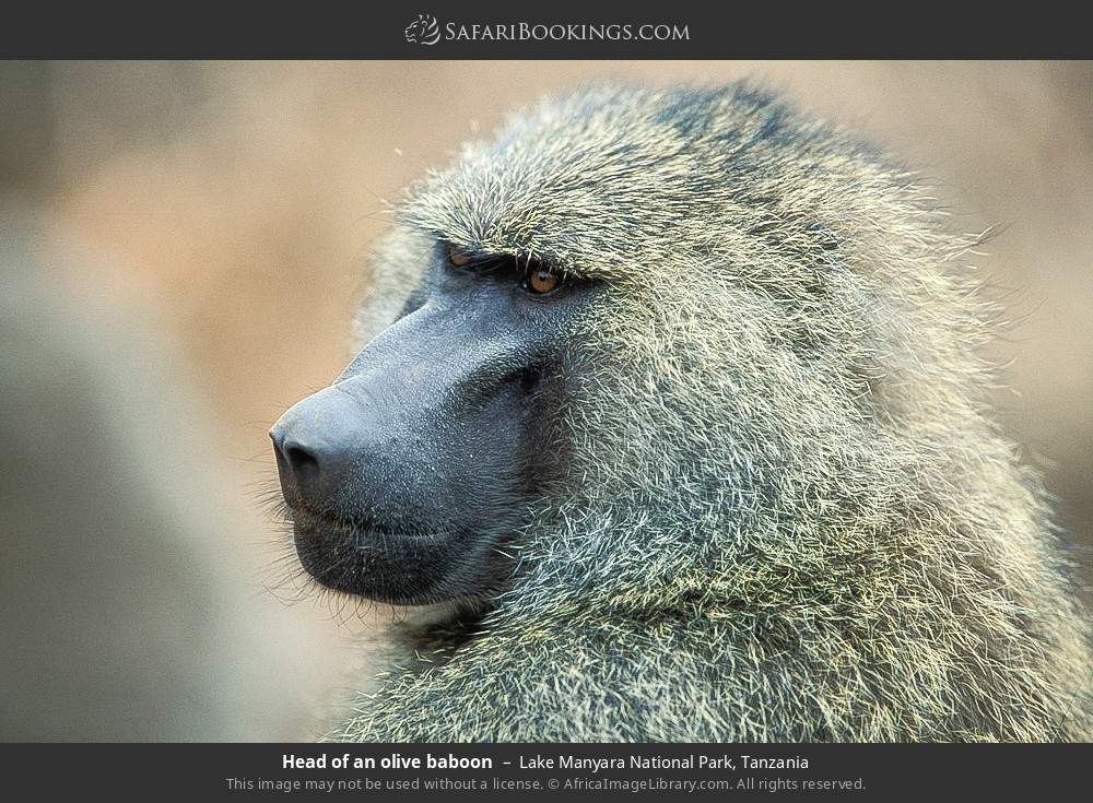 Head of an olive baboon in Lake Manyara National Park, Tanzania