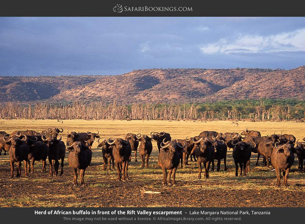 Herd of African buffalo in front of the Rift Valley escarpment in Lake Manyara National Park, Tanzania
