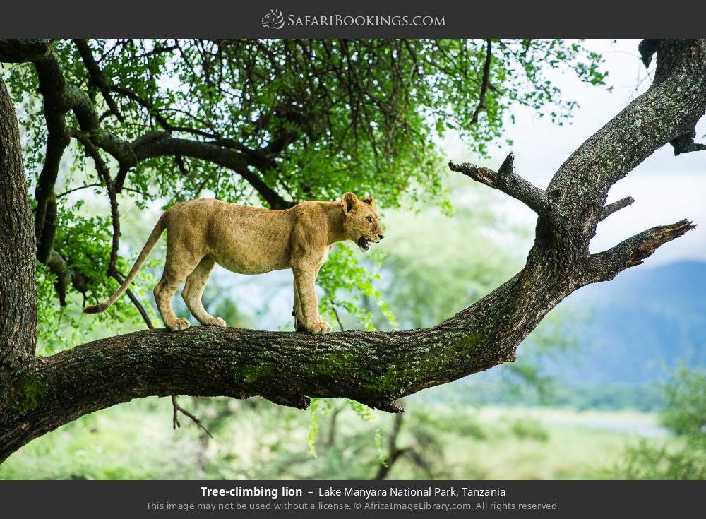 Tree-climbing lion in Lake Manyara National Park, Tanzania