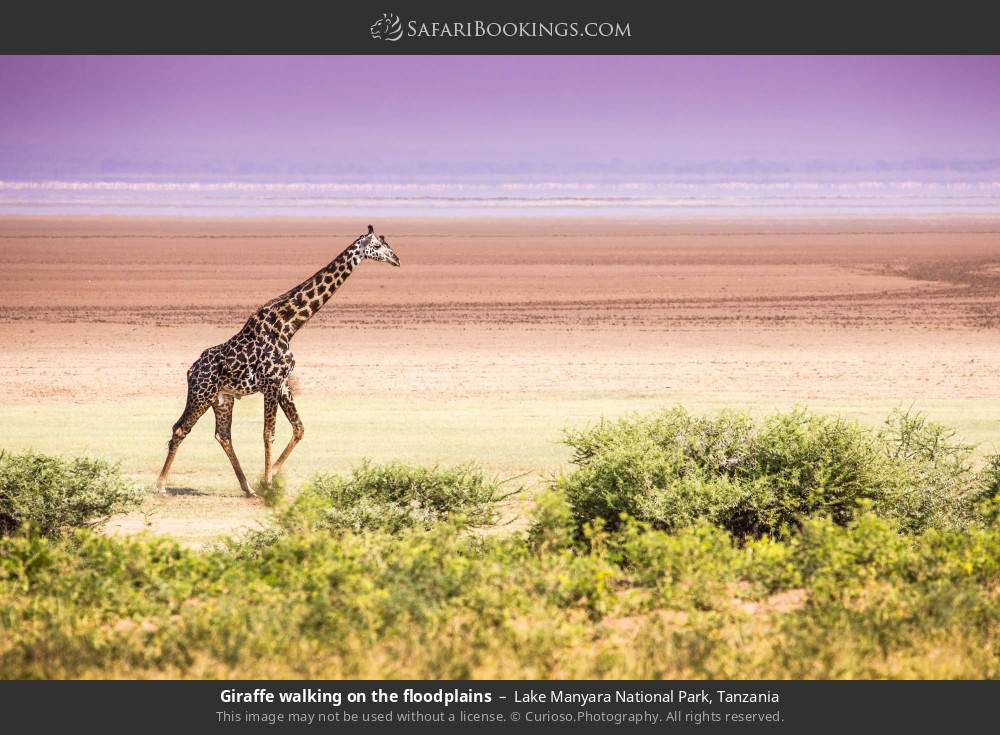 Giraffe walking on Lake Manyara floodplains in Lake Manyara National Park, Tanzania