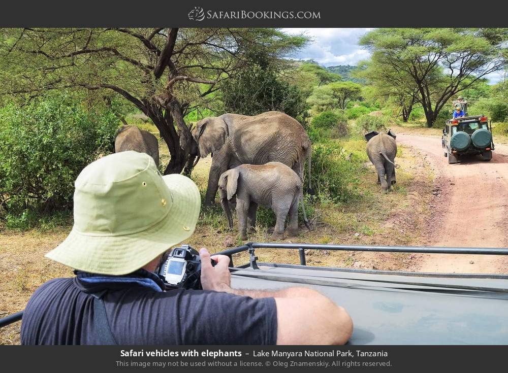 Safari vehicles watching elephants in Lake Manyara National Park, Tanzania