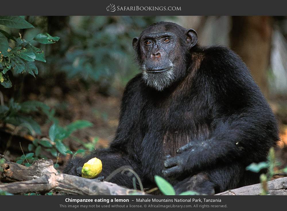 Chimpanzee eating a lemon in Mahale Mountains National Park, Tanzania