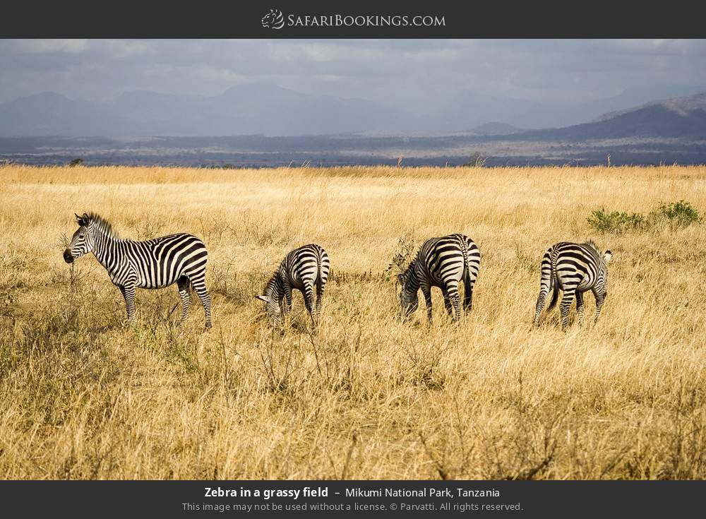 Plains zebras grazing in Mikumi National Park, Tanzania
