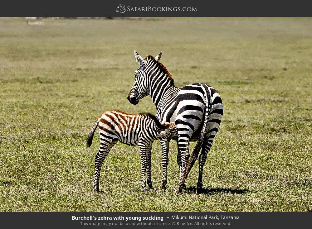 Plains zebra with young suckling in Mikumi National Park, Tanzania