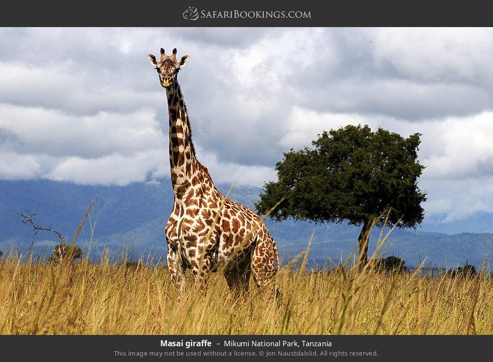 Masai giraffe in Mikumi National Park, Tanzania