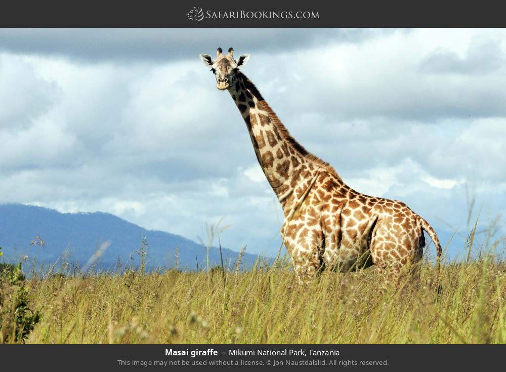 Masai giraffe in Mikumi National Park, Tanzania