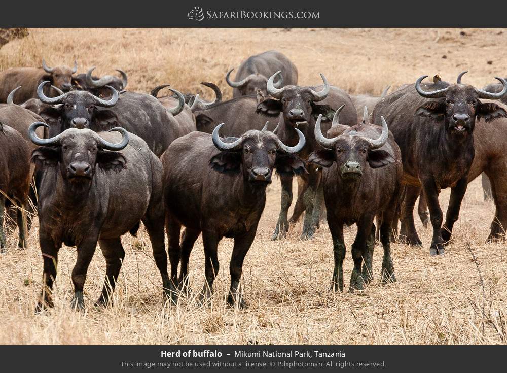 Herd of buffalo in Mikumi National Park, Tanzania