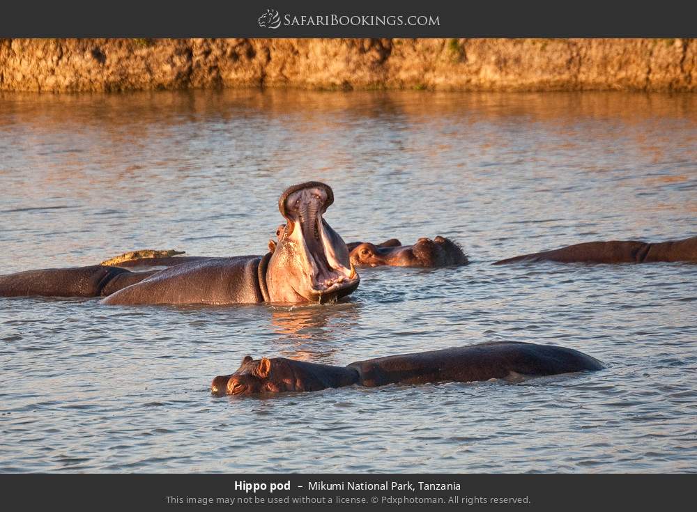 Hippo pod in Mikumi National Park, Tanzania