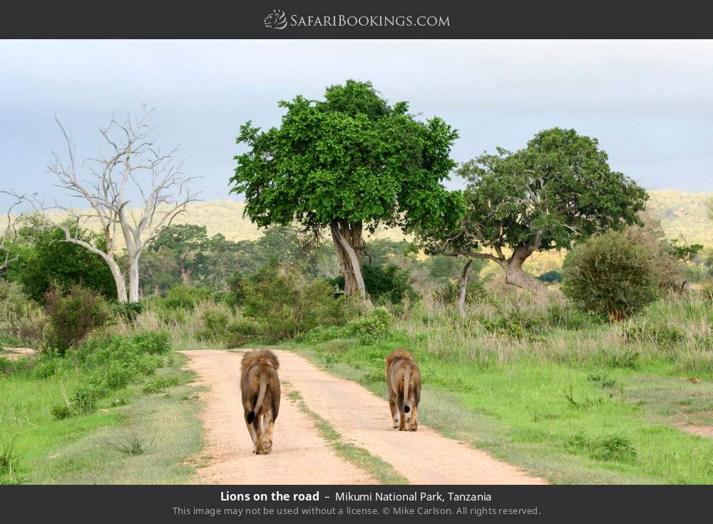 Lions on the road in Mikumi National Park, Tanzania