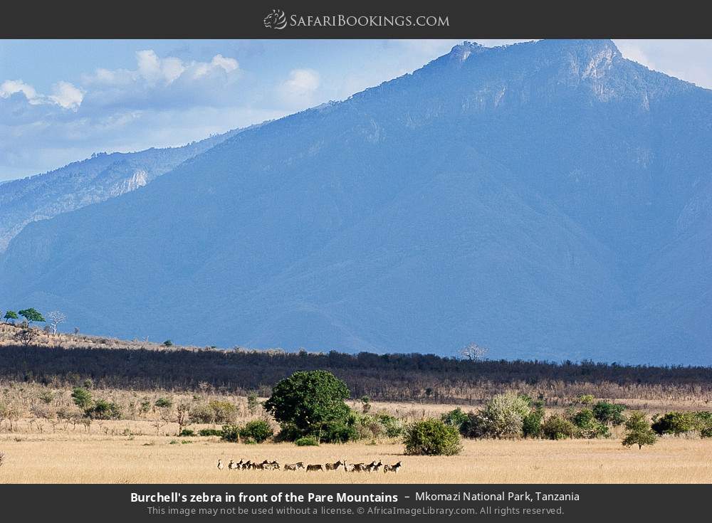 Plains zebras in front of the Pare Mountains in Mkomazi National Park, Tanzania