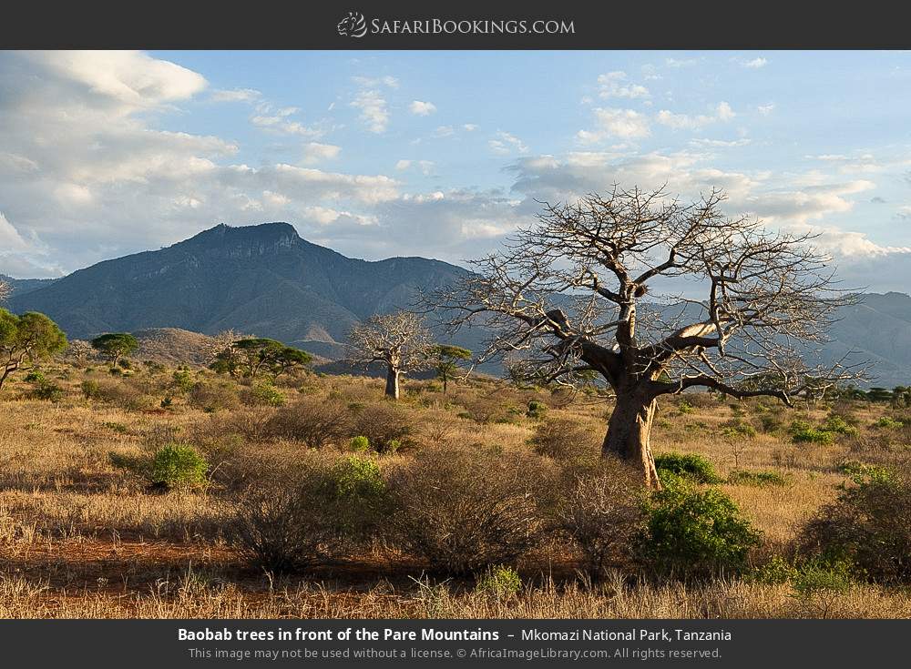 Baobab trees in front of the Pare Mountains in Mkomazi National Park, Tanzania