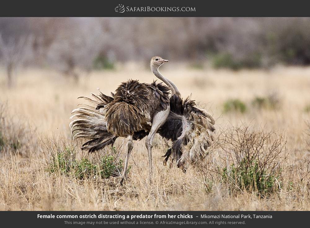 Female common ostrich distracting a predator from her chicks in Mkomazi National Park, Tanzania