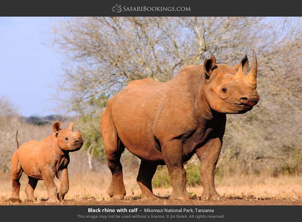 Black rhino with calf in Mkomazi National Park, Tanzania