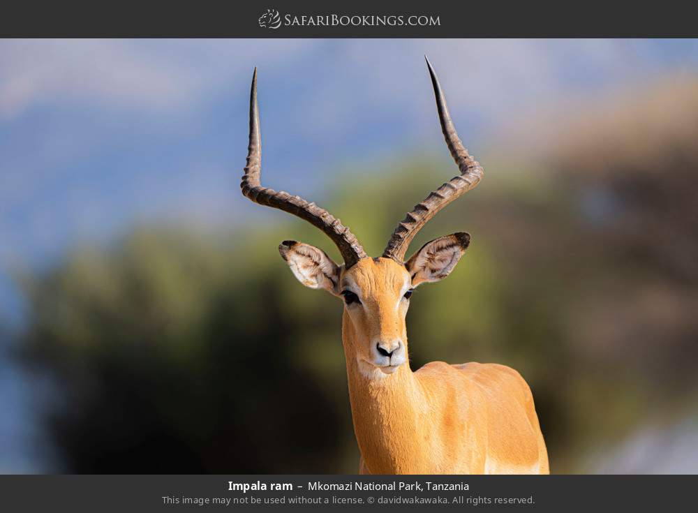 Impala ram in Mkomazi National Park, Tanzania