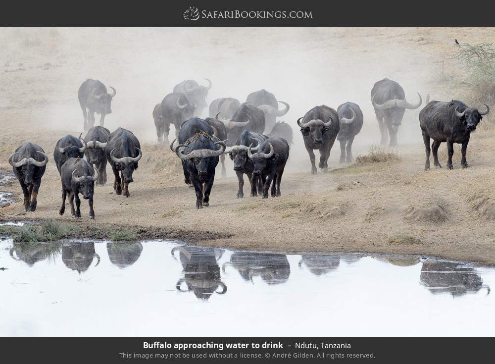 Buffalo approaching water to drink in Ndutu, Tanzania