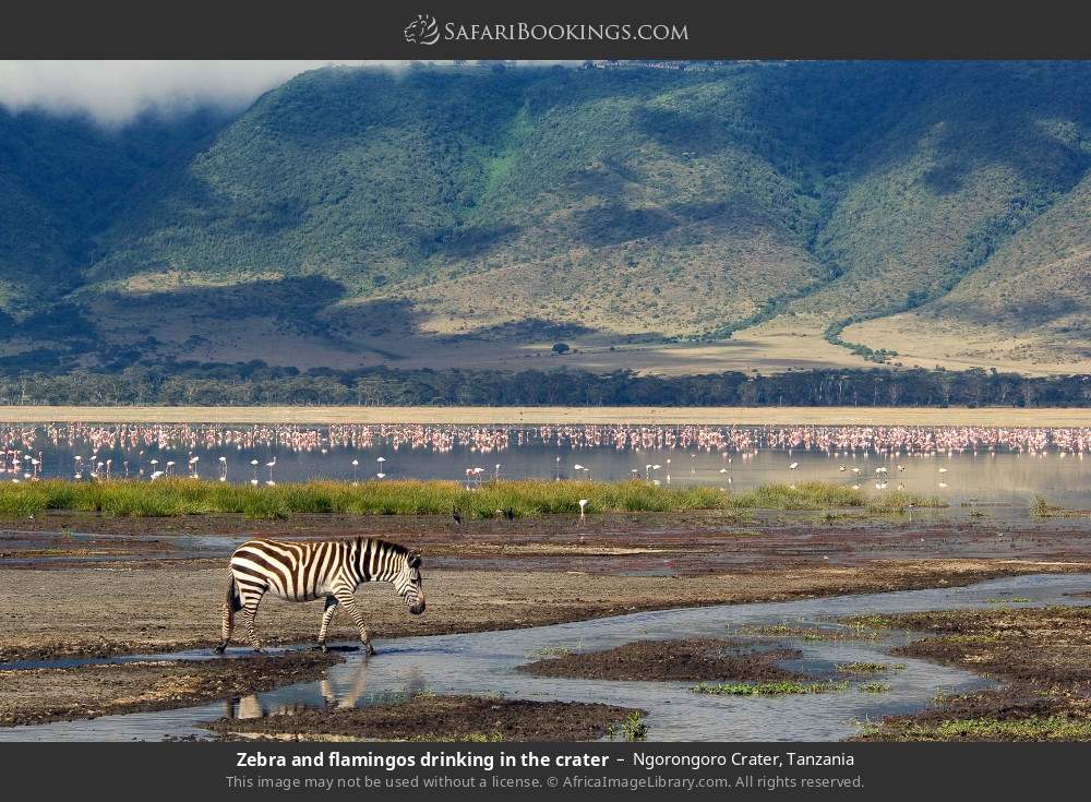 Zebra and flamingos drinking in the crater in Ngorongoro Crater, Tanzania