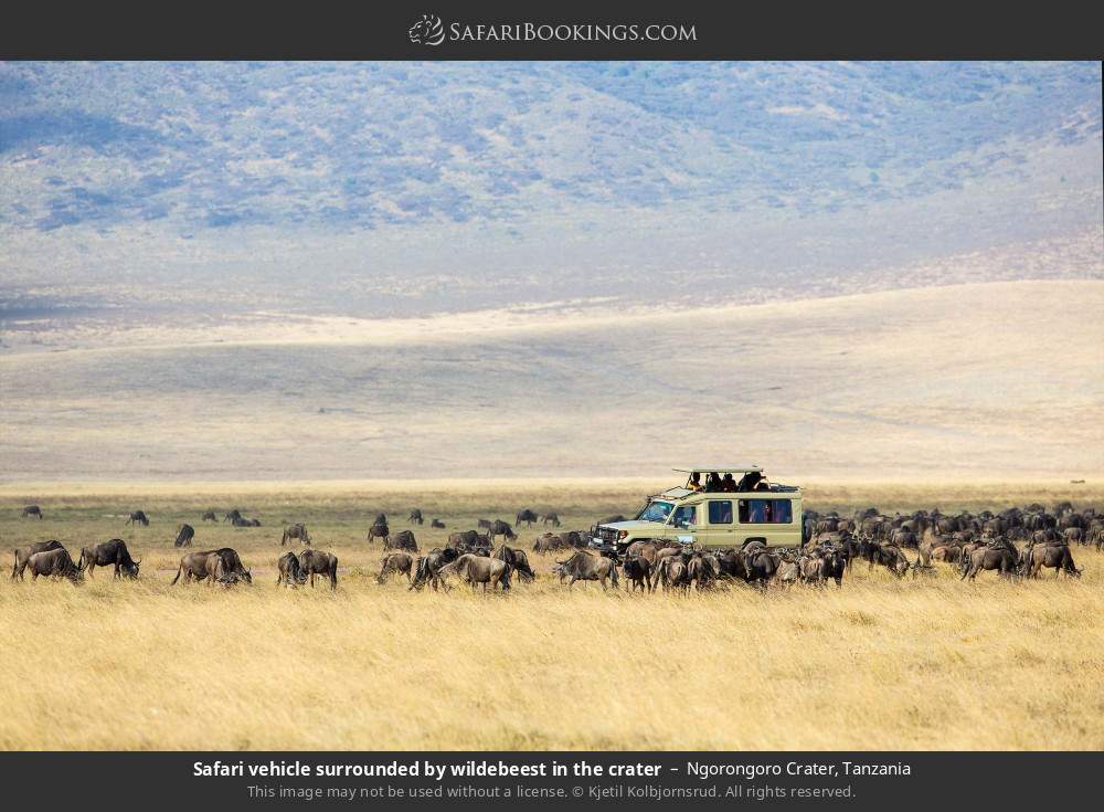 Safari vehicle surrounded by wildebeest in the Ngorongoro Crater in Ngorongoro Crater, Tanzania