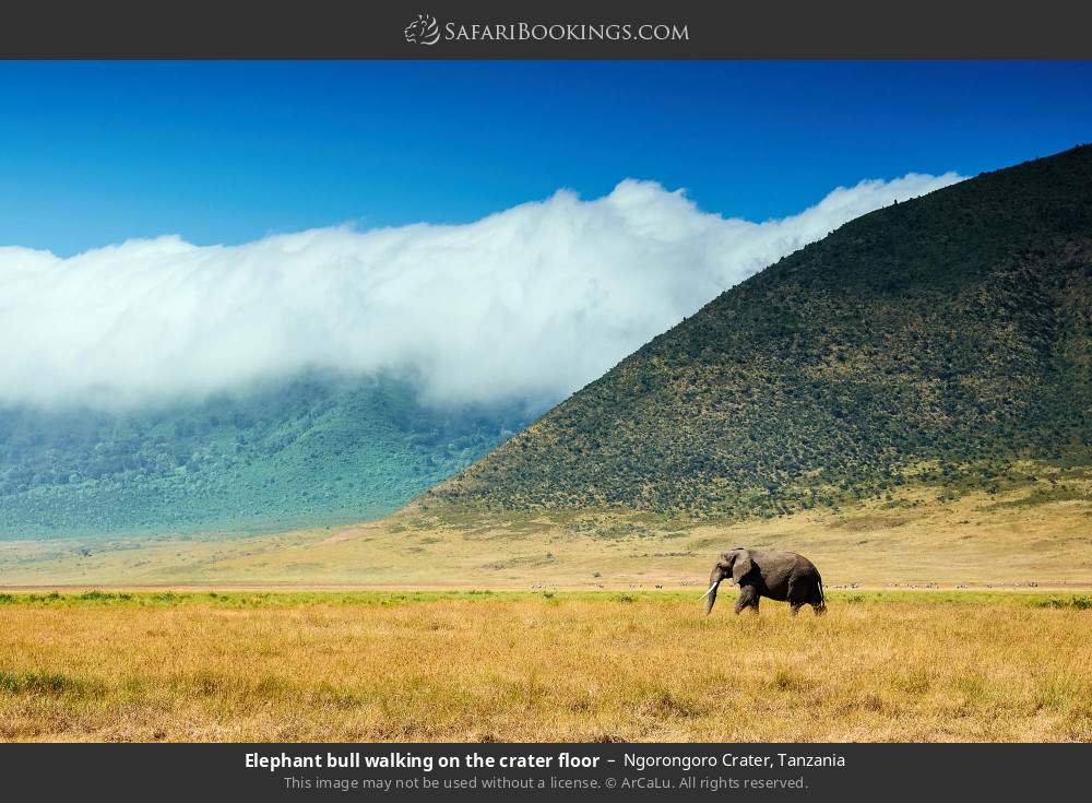 Elephant bull in Ngorongoro Crater, Tanzania