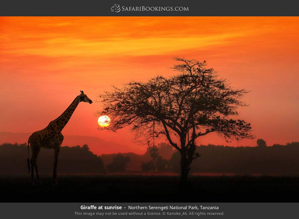 Giraffe at sunrise in Northern Serengeti National Park, Tanzania