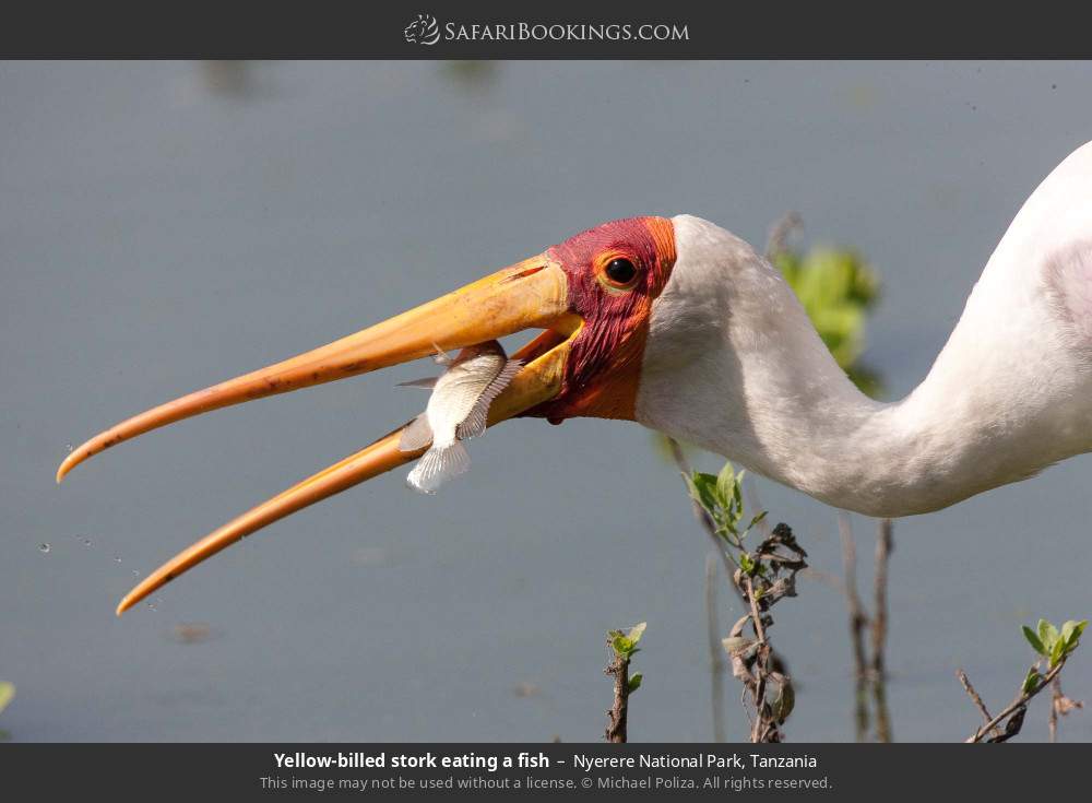 Yellow-billed stork eating a fish in Nyerere National Park, Tanzania