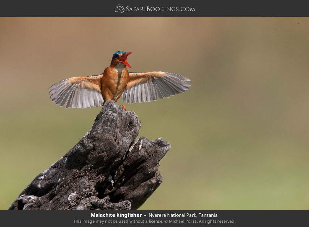 Malachite kingfisher in Nyerere National Park, Tanzania