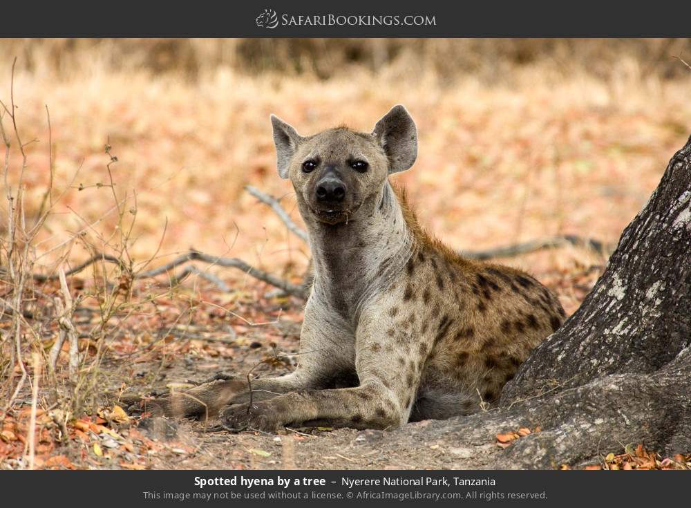 Spotted hyena by a tree in Nyerere National Park, Tanzania