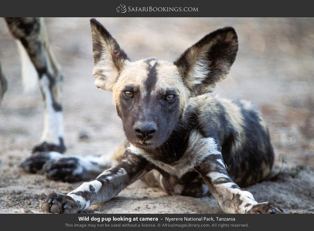Wild dog pup looking at camera in Nyerere National Park, Tanzania