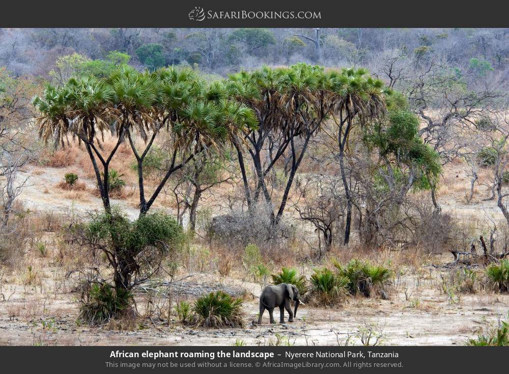 African elephant roaming the landscape in Nyerere National Park, Tanzania